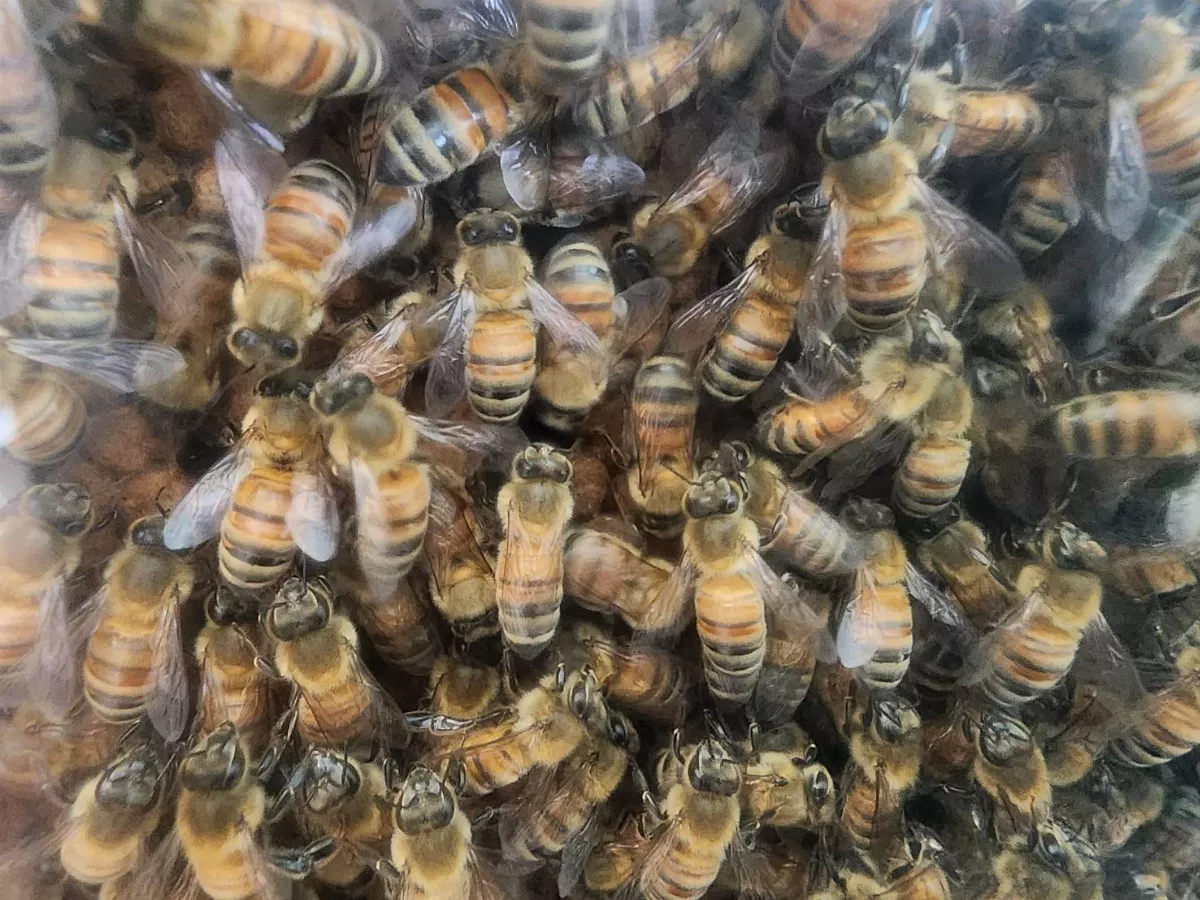 蜜源作物開花不佳 蜂群納現金災害救助