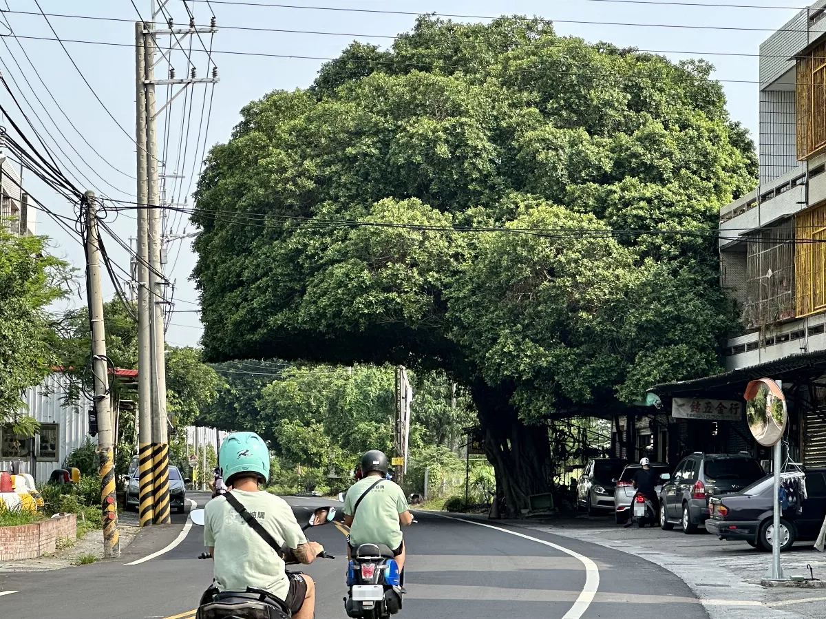 向花椰菜造型說再見 彰化爆紅「安全帽樹」回來了