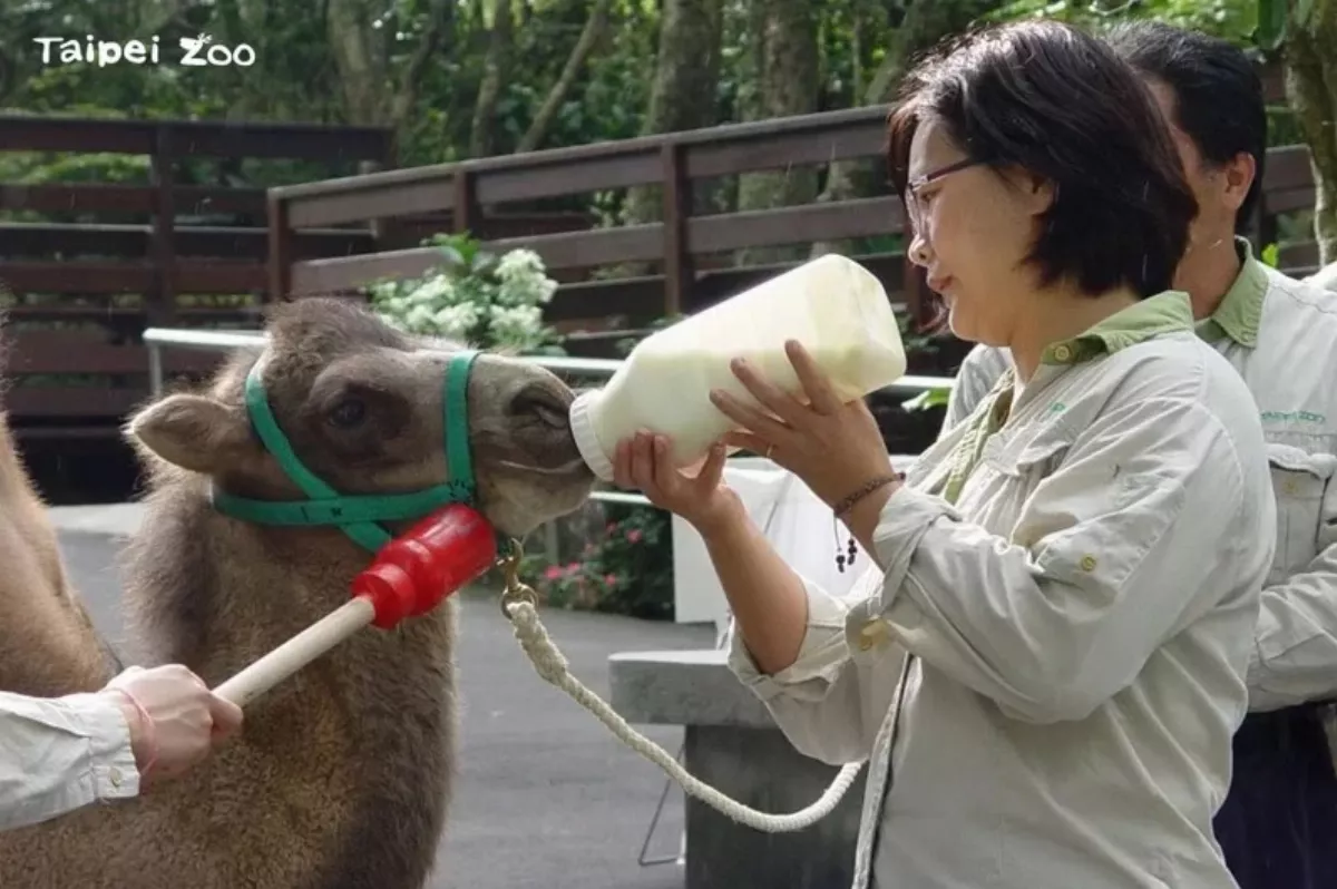 雙峰駱駝「煙雨」病況惡化 北市動物園證實今下午離世