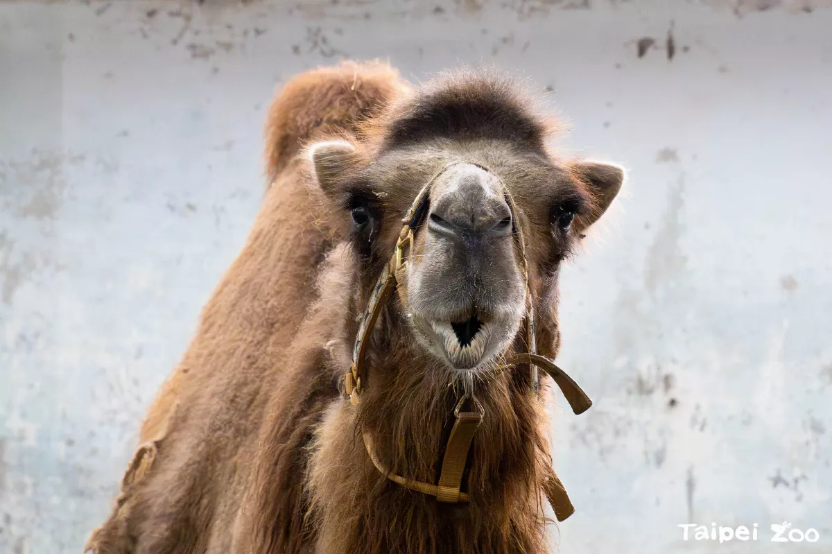 北市動物園雙峰駱駝「煙雨」食欲差  腎功能受損