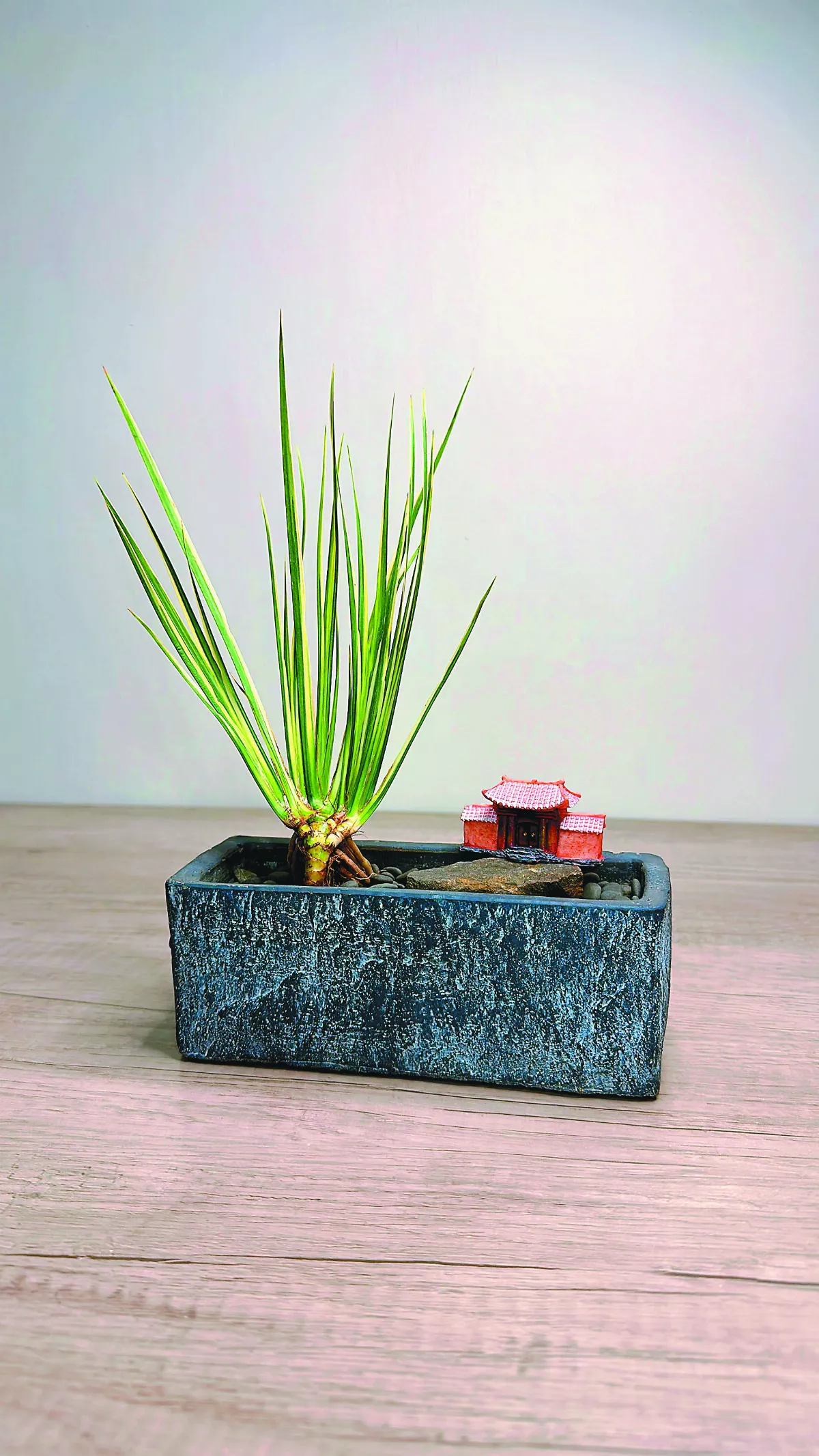 【愛植栽】 媽媽是心裡最溫暖的家