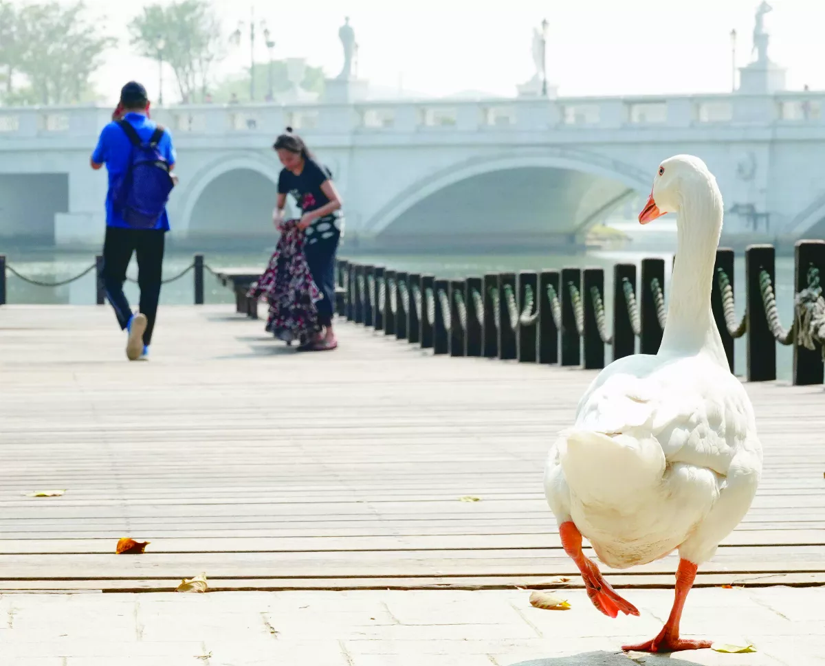 人間煙火中的都市動物