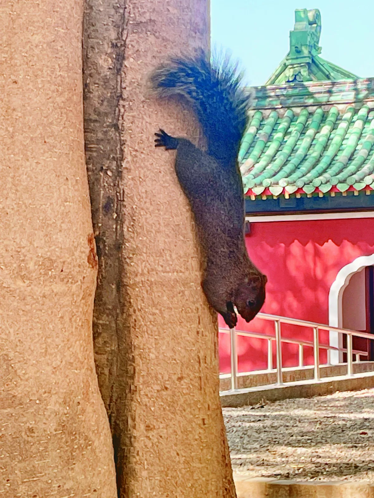 人間煙火中的都市動物