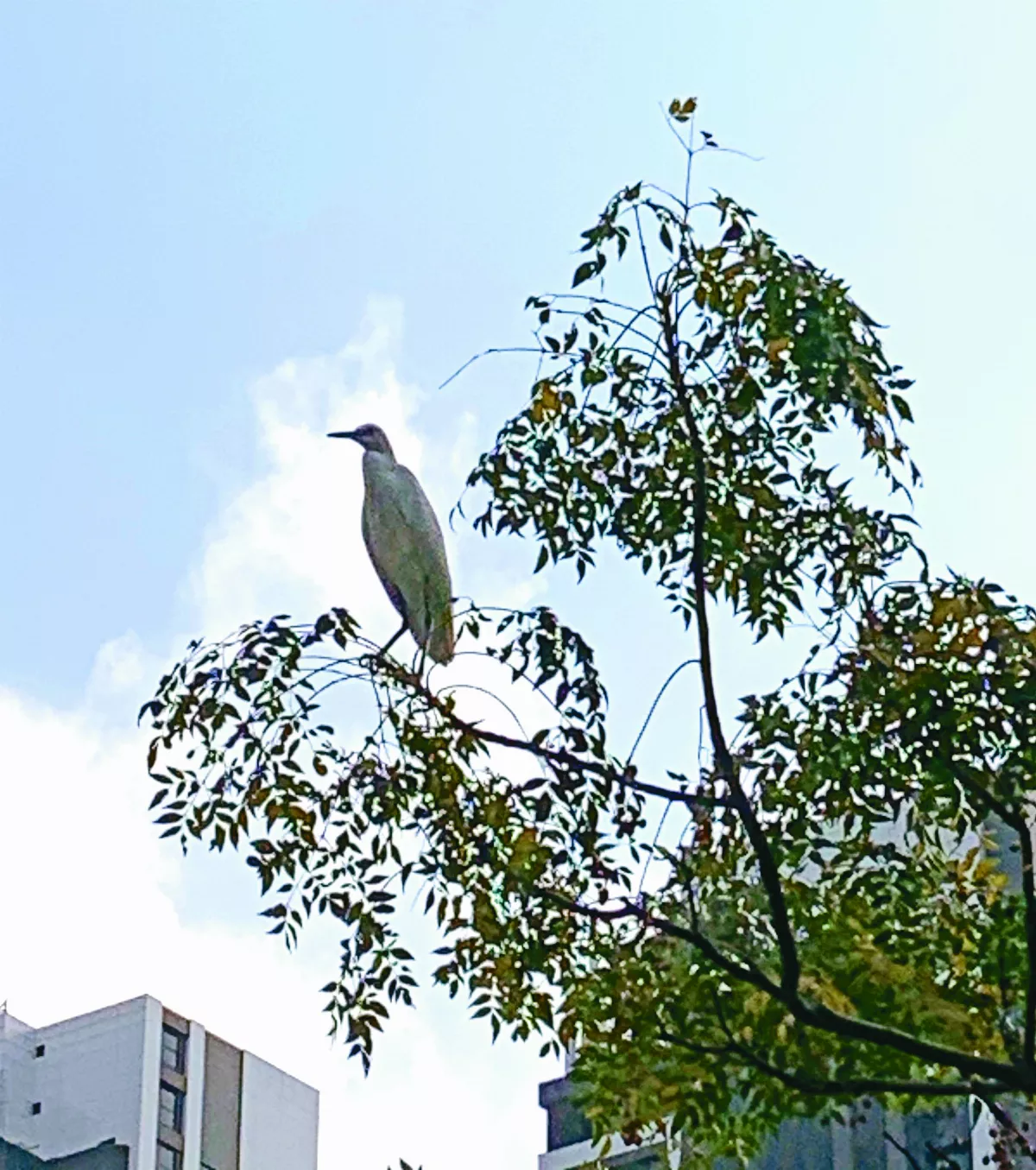 人間煙火中的都市動物
