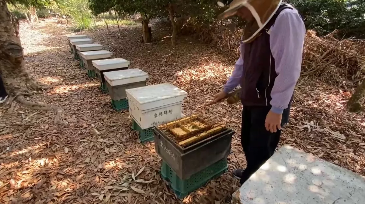 養蜂像游牧 天災補助紓困認定讓農政單位燒腦