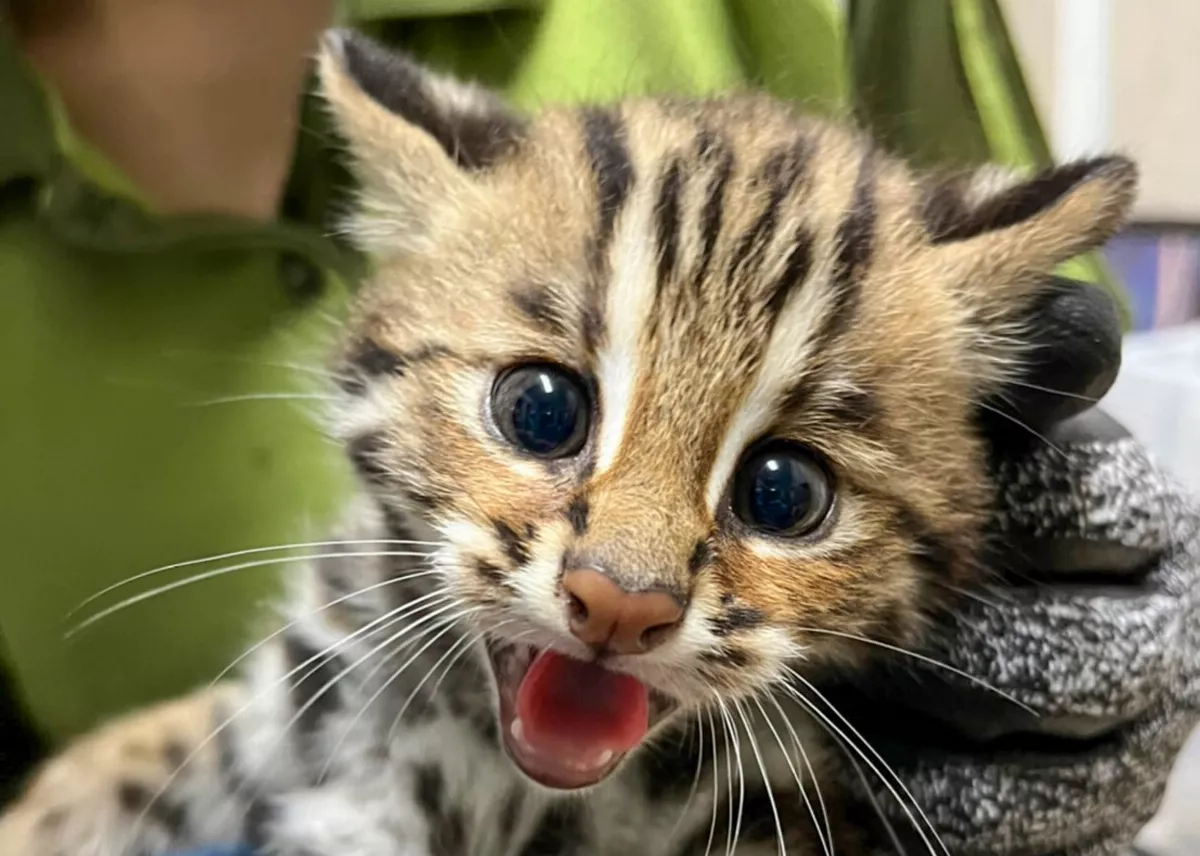 石虎復育成功 龍鳳胎寶寶可愛亮相