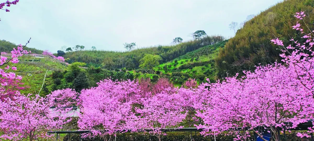 【美景饗宴】賞櫻賞心