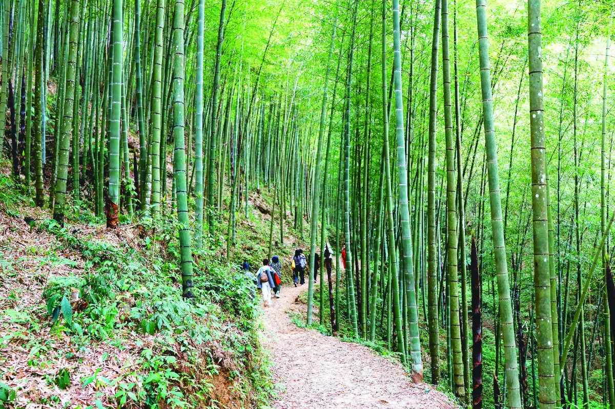 雲林草嶺 世界竹地標認證