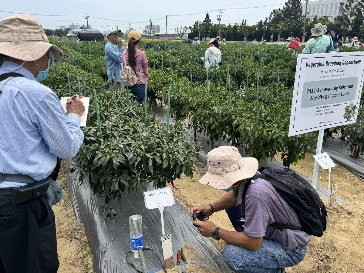 氣候變遷解方 亞蔬研發多重抗性番茄、番椒