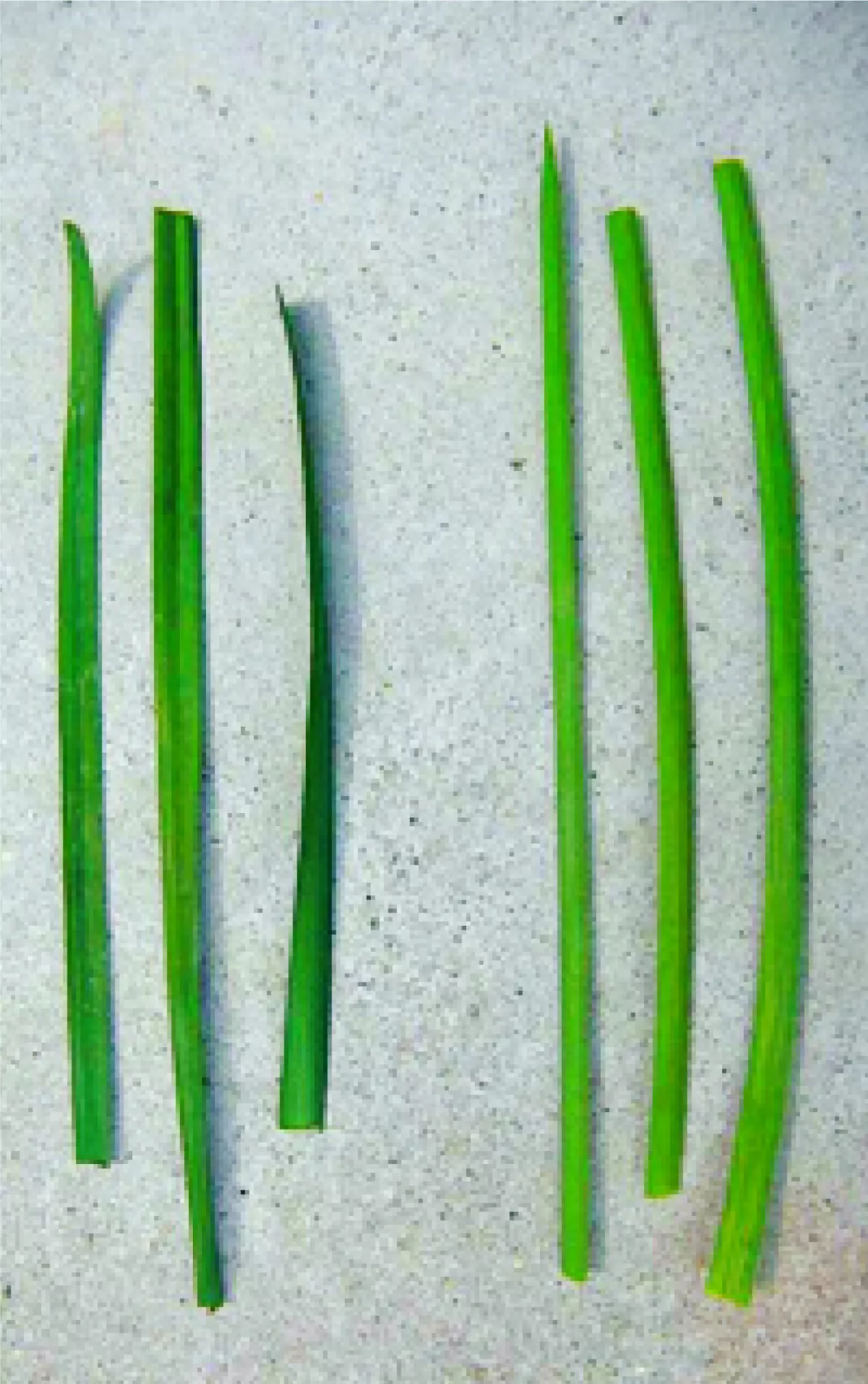 植物有毒物質 自我保護