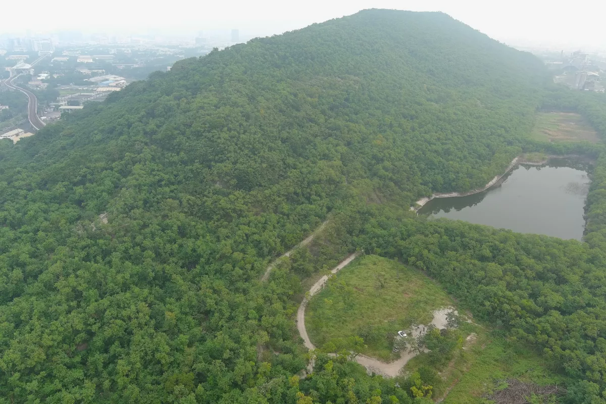 反攻銀合歡　林業署半屏山廣植原生植物復育造林