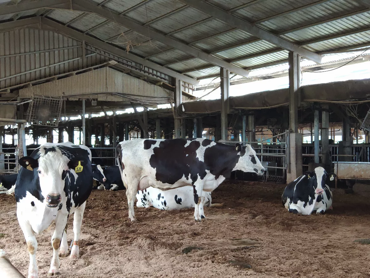 我國乳牛未檢出H5N1 防檢署：市售鮮乳安全放心