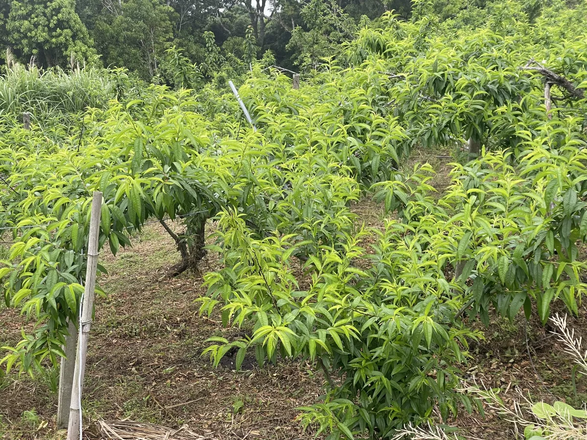 桃園復興果樹不開花 22日農業部將前往會勘