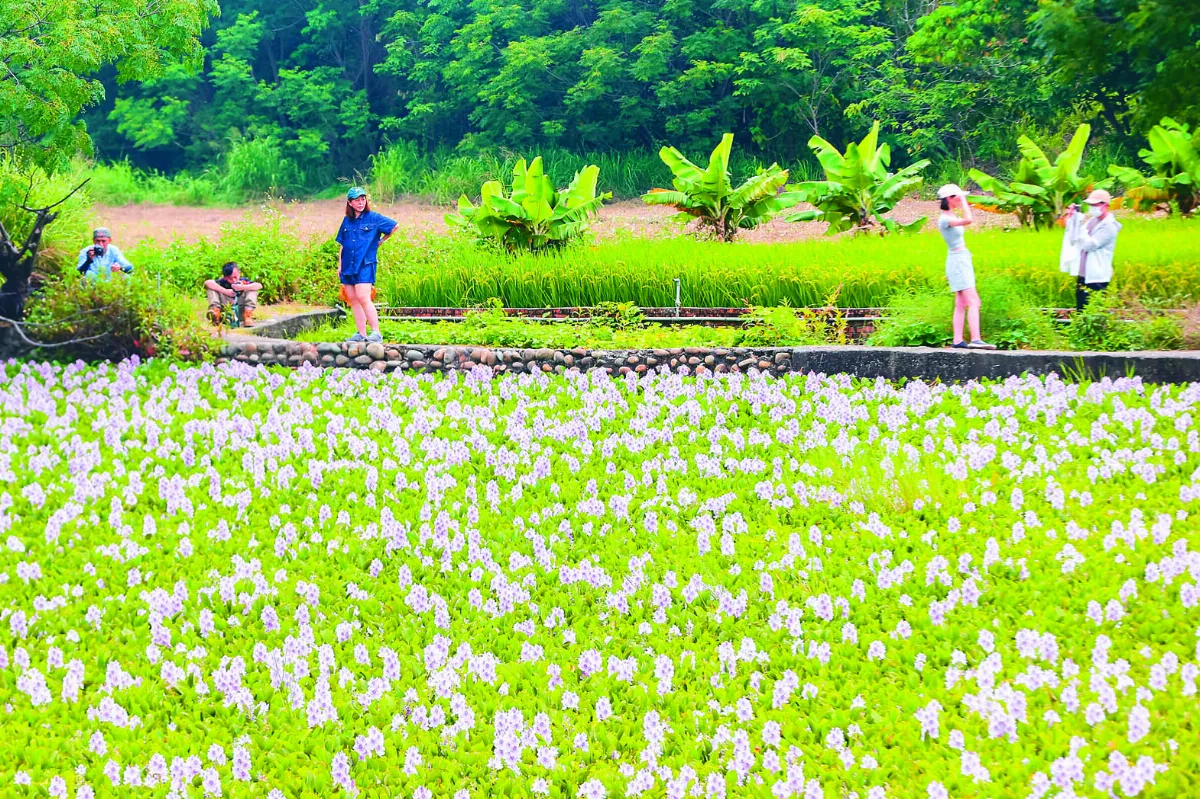 水上薰衣草  點綴台74線