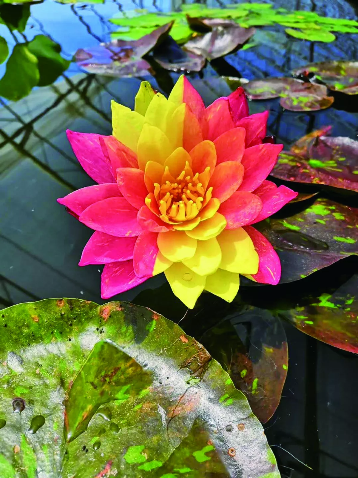 冷月葬花魂   ——故宮至德園蓮池二三事