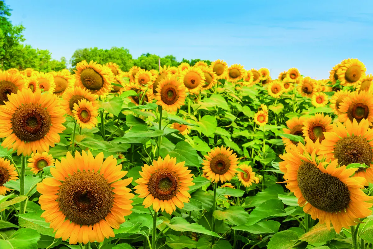 植物真的會生電？