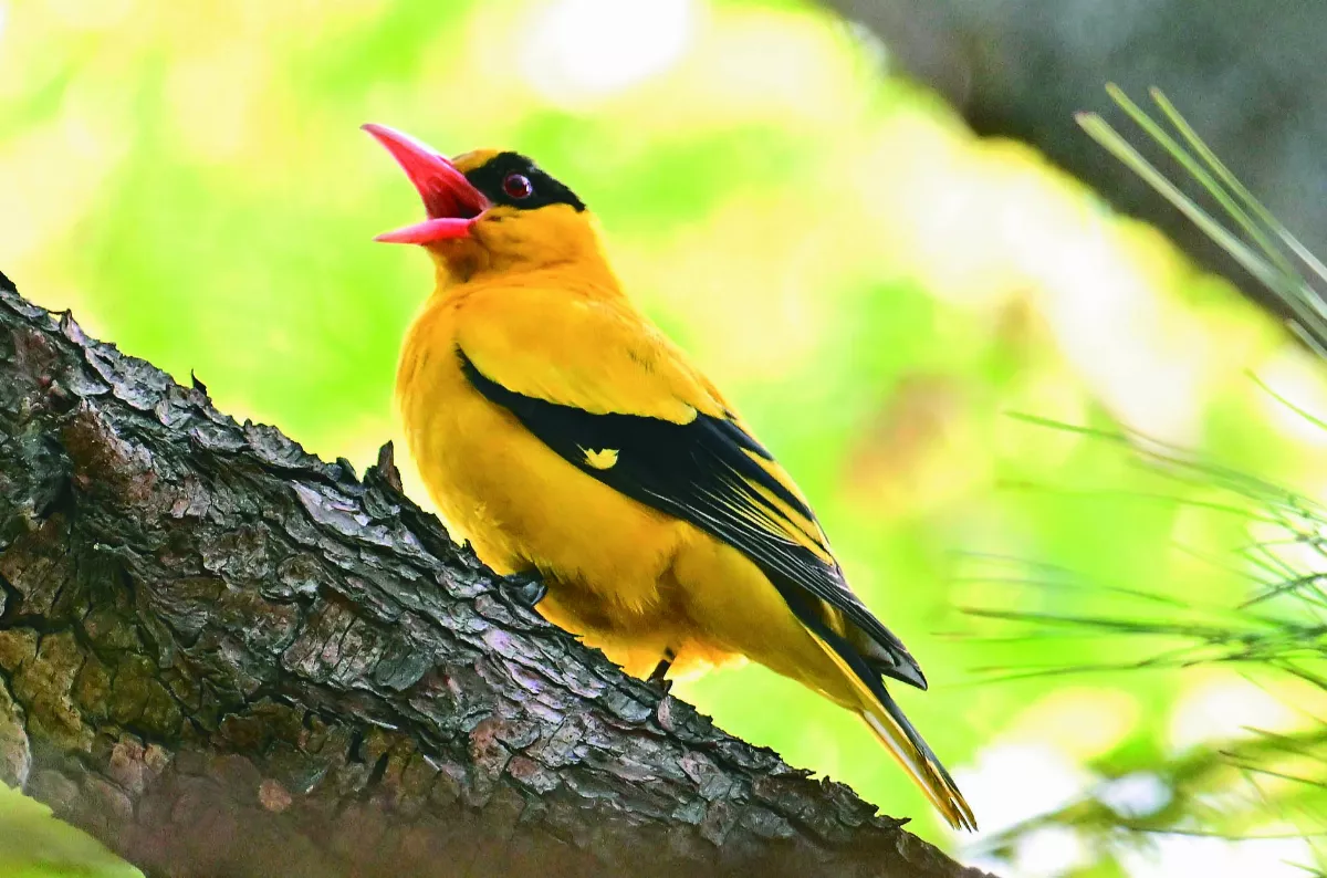 全台僅500隻 直播記錄牠