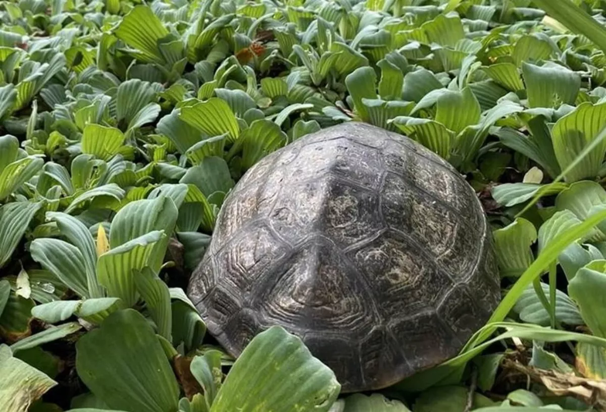烏龜產卵季  新北動保處籲勿接觸餵食驚嚇