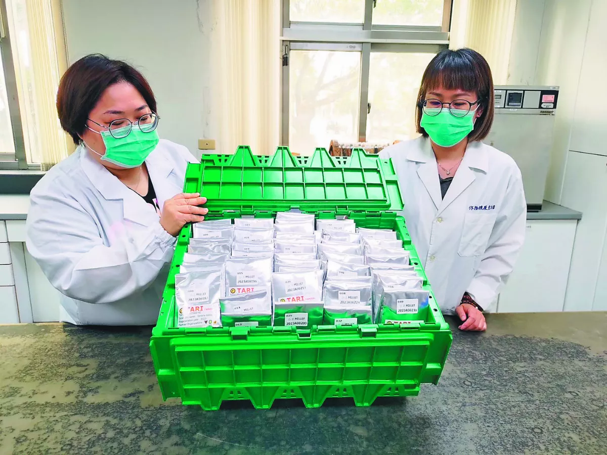 台灣小米種原 將存末日種子庫