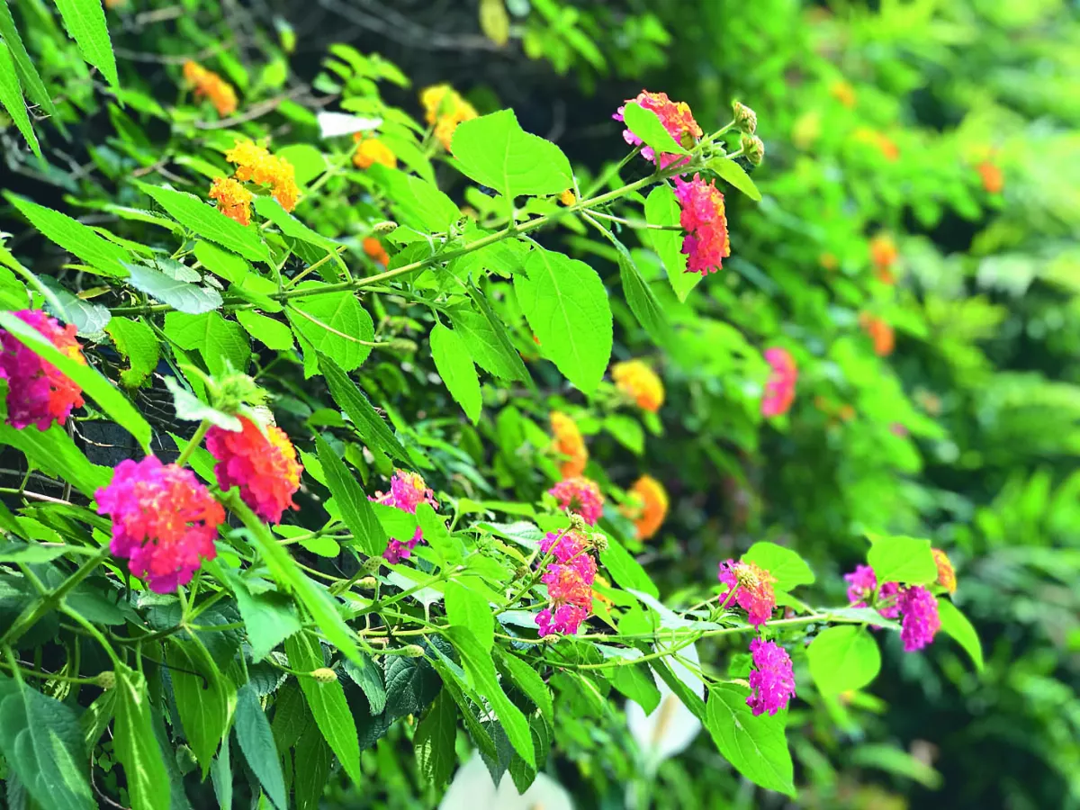 【十步芳草】紅塵烈馬
