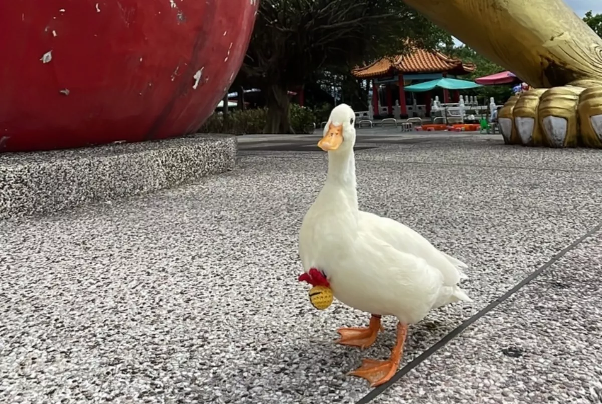 寵物鴨起飛失蹤 6天後重回主人懷抱