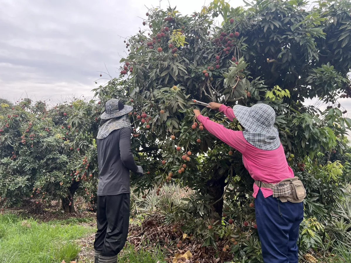 玉荷包採收大搶工　職前訓練讓生手變高手