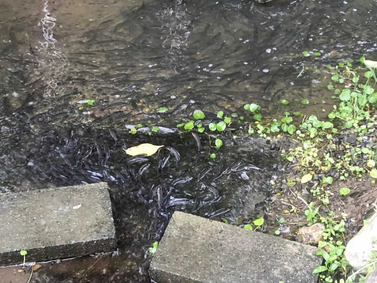 「圓吻鯝魚」力爭上游生態秀 宜蘭龍潭報到