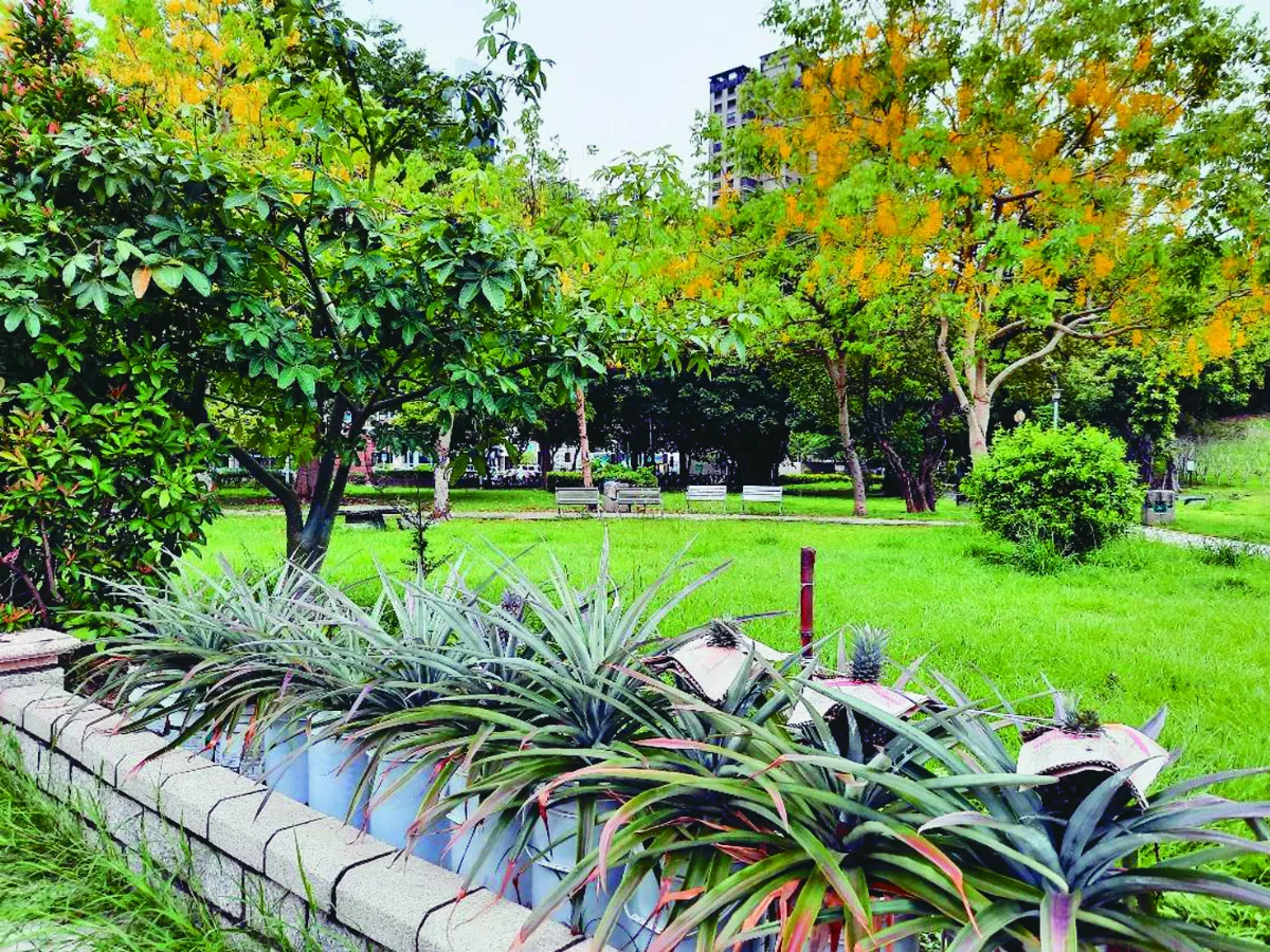 【生活快門】路邊鳳梨不要採