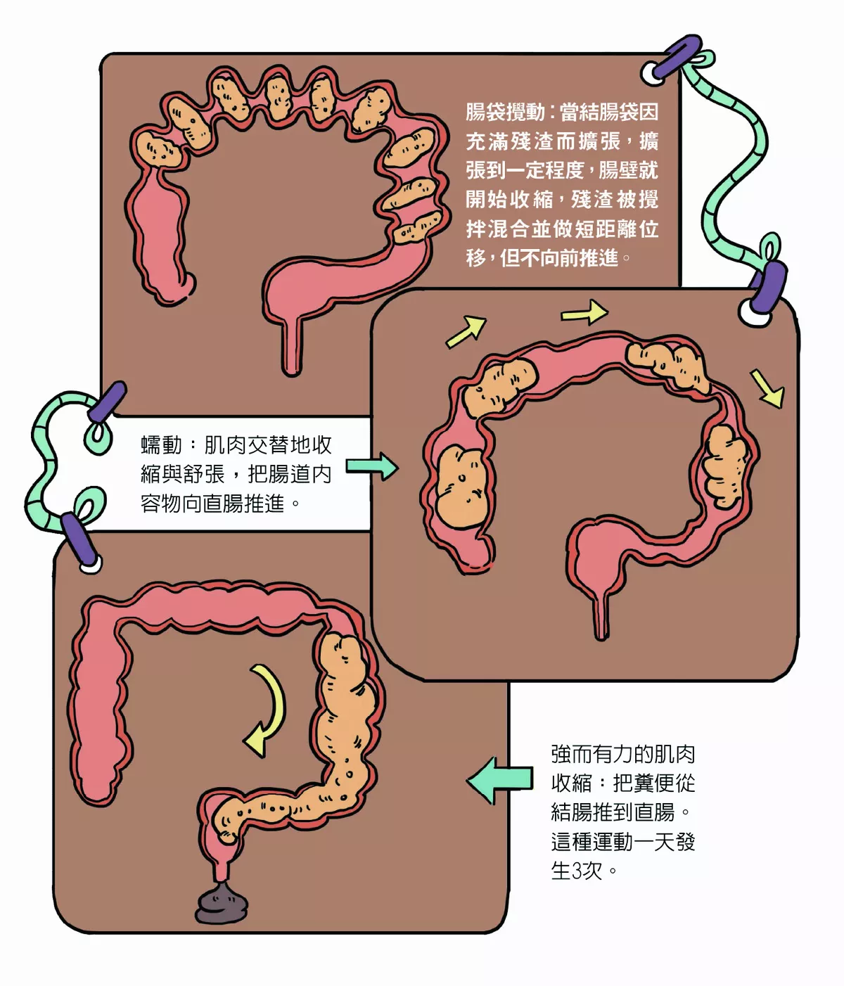 腸子裡有何祕密？