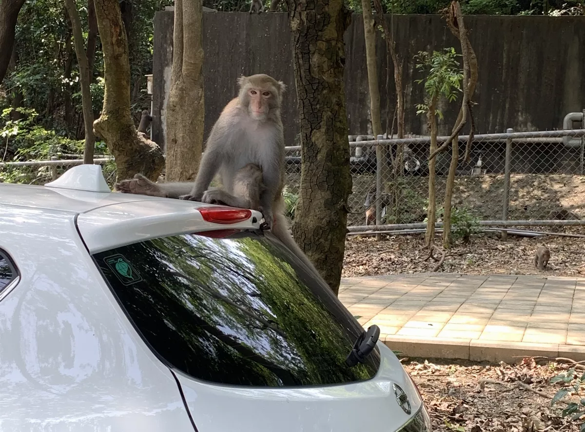 勸導勿餵食　柴山住民組獼猴巡守隊