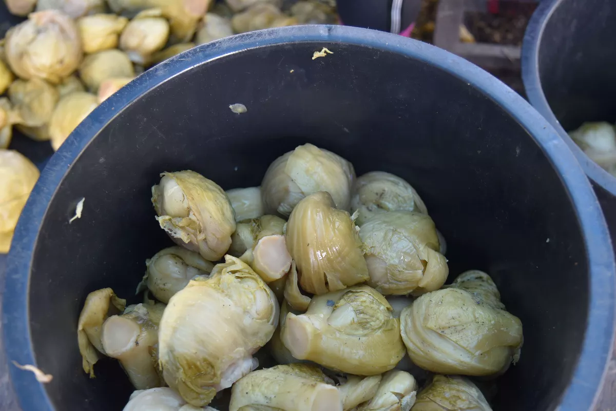 酸菜鹵水造成土地酸化汙染 雲林與台大合作找出解方