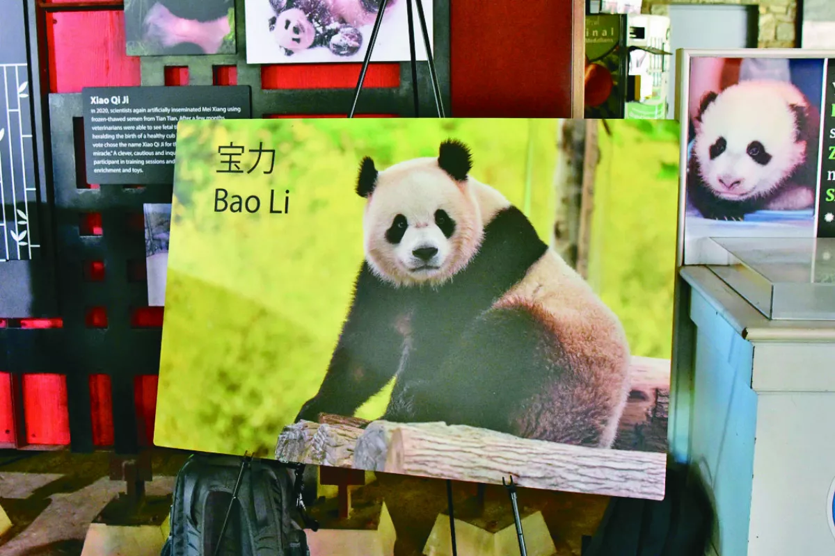 友誼使者 陸大貓熊將重返華府