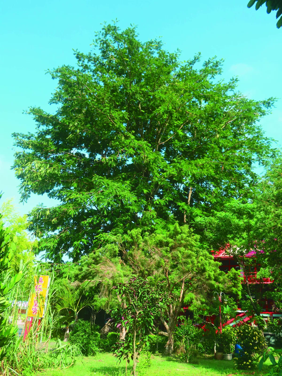 【草木堪為友】花序似福袋 大葉巴克豆 