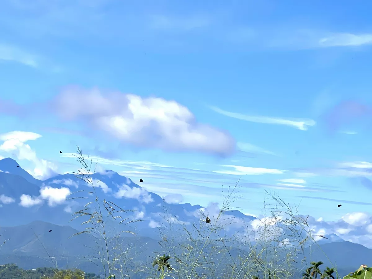 驚喜保育景觀   成千上萬紫斑蝶過境南投埔里