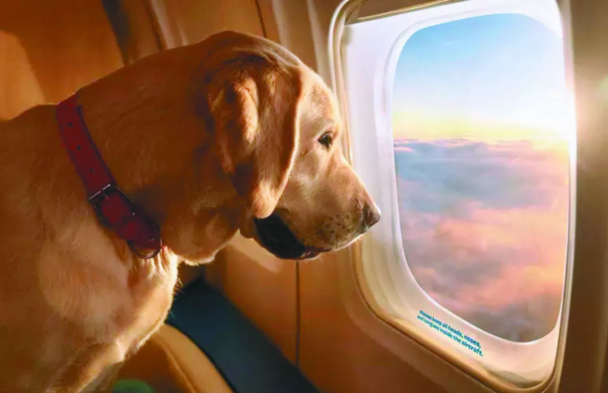 全球首家 狗狗專屬航空起飛