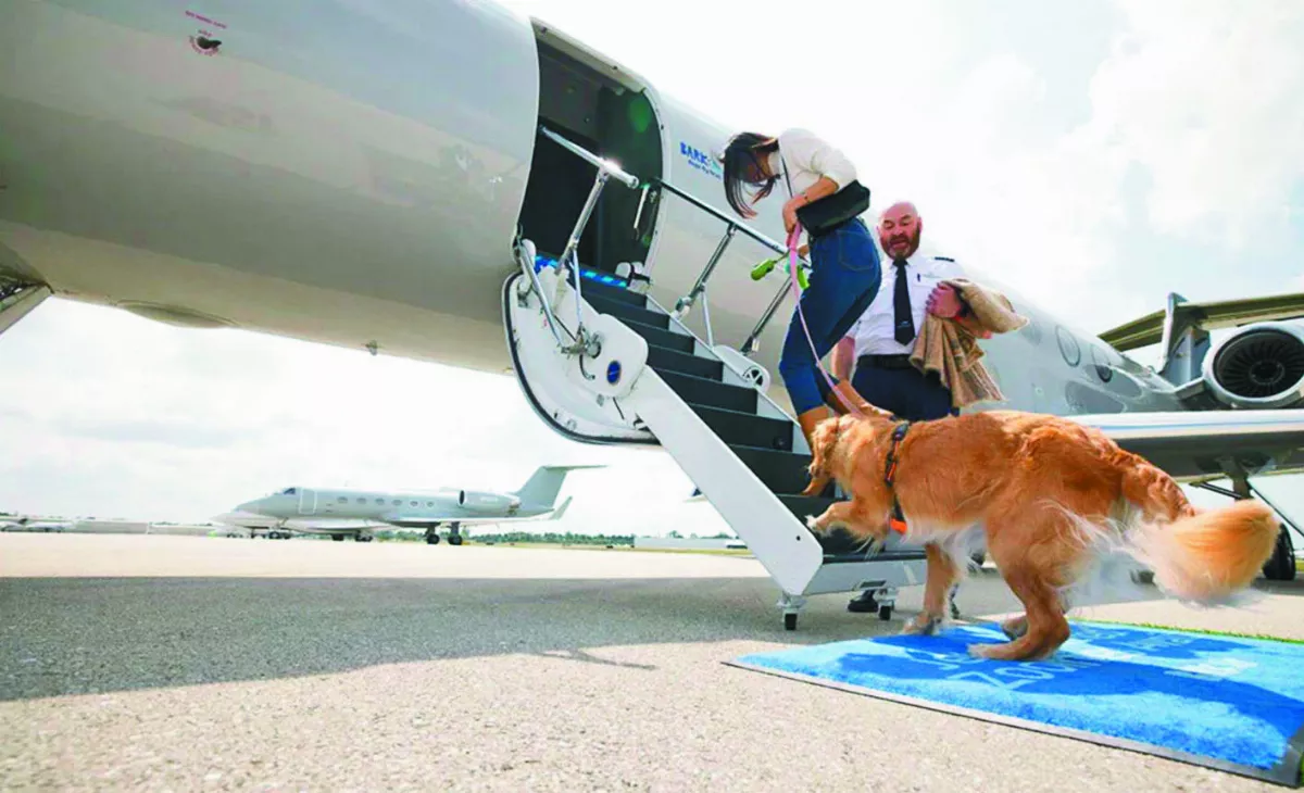 全球首家 狗狗專屬航空起飛
