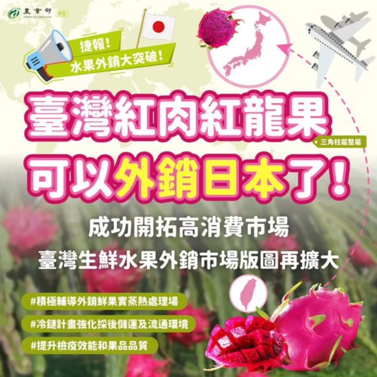水果外銷再傳捷報 台灣紅肉紅龍果即日起可輸入日本 