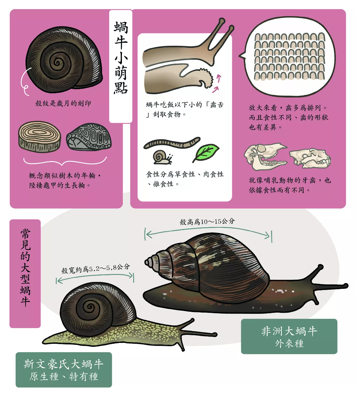 【玉子手札】 蝸蝸樂 好有趣！