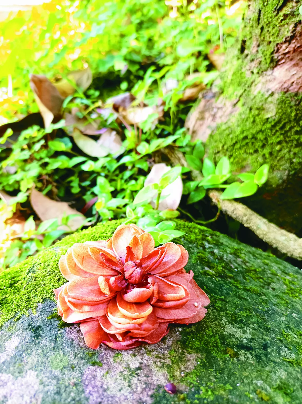 【生活快門】落花亦美