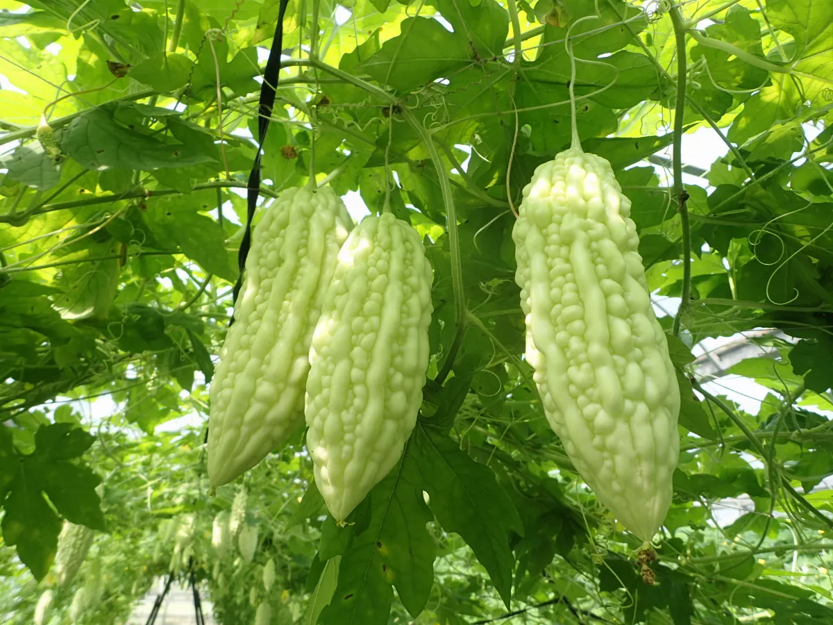 甘苦蔬菜不討喜 這樣料理才美味