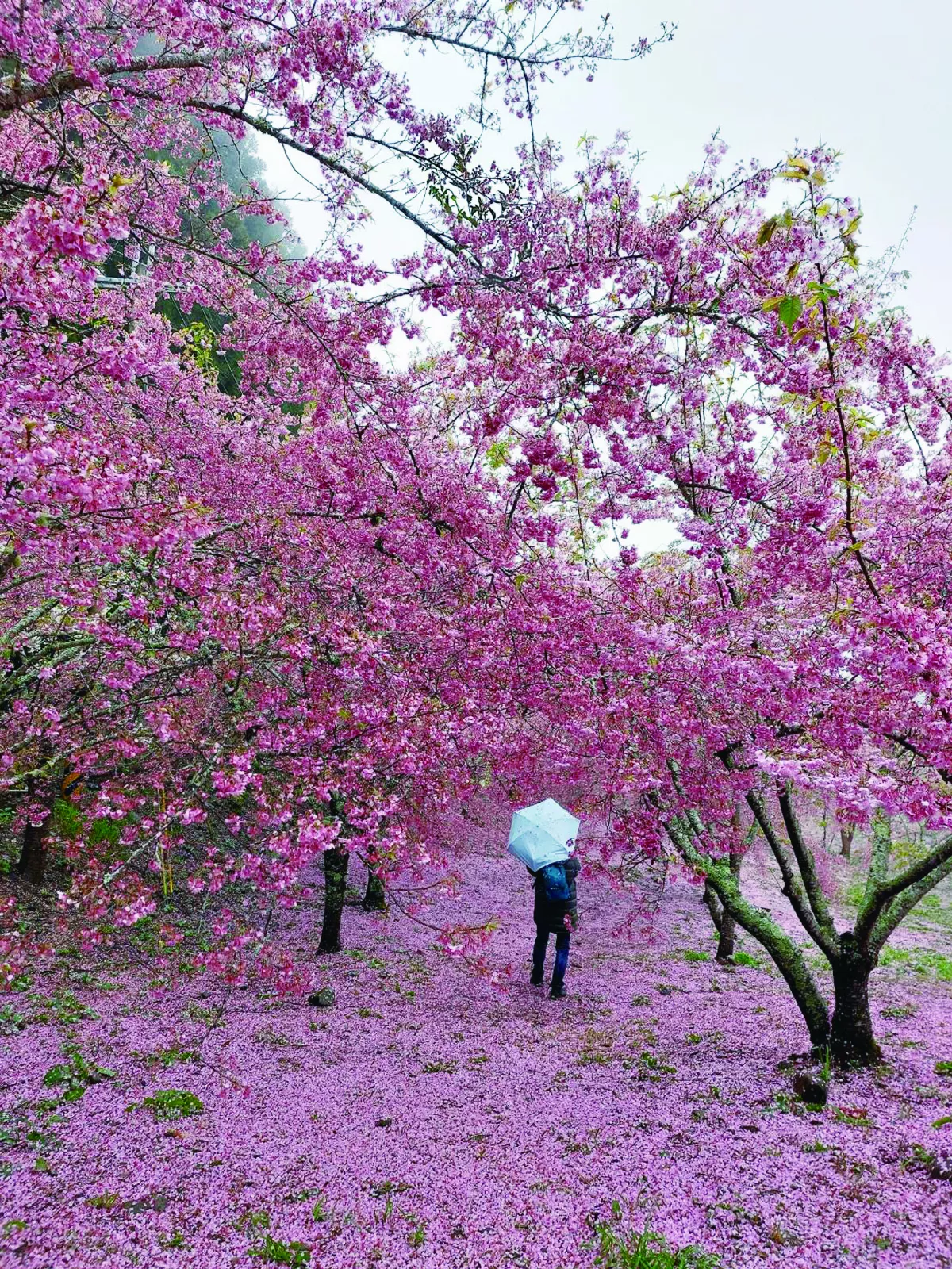 【生活快門】 塞翁失馬