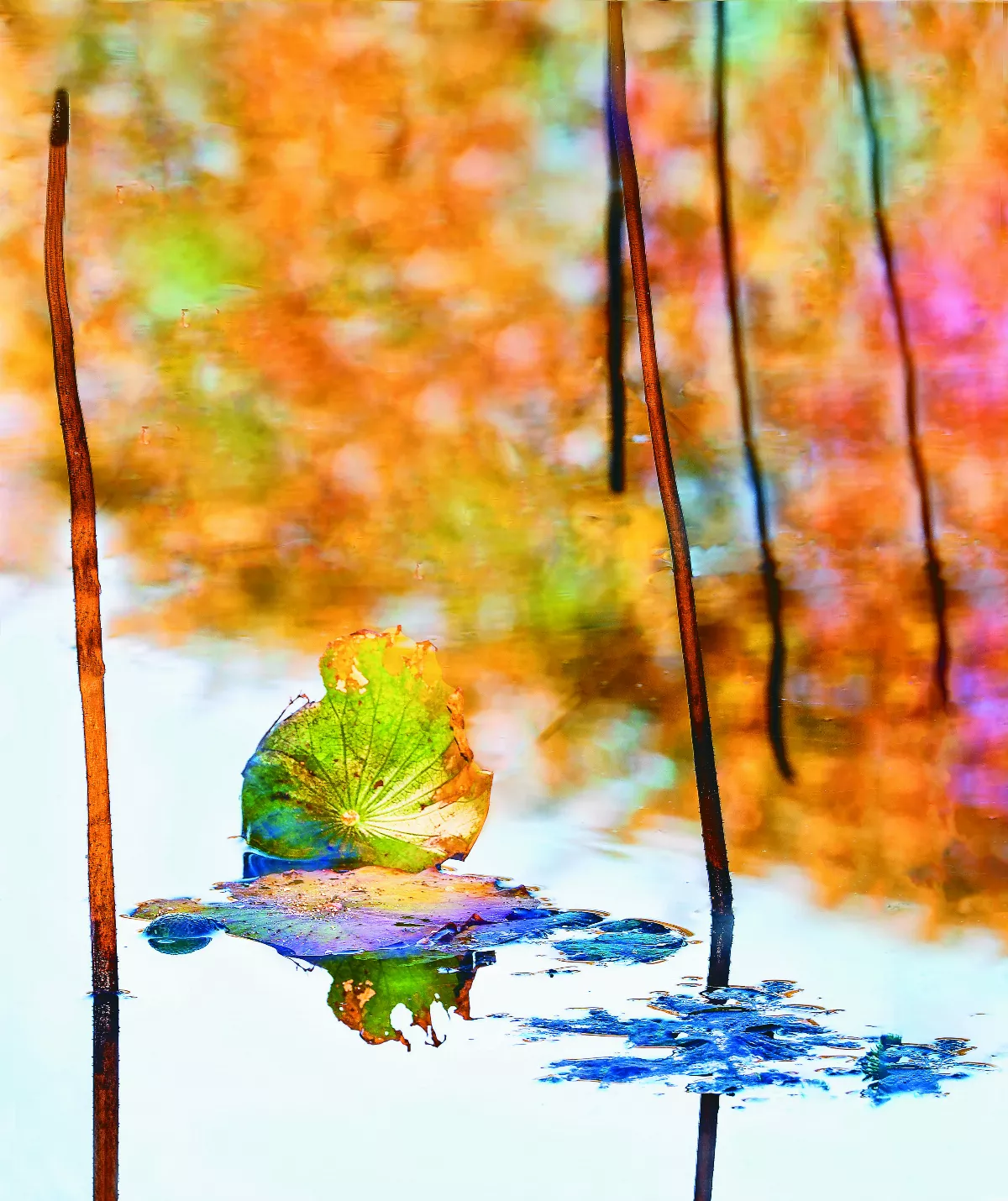 【攝影欣賞】蓮曲