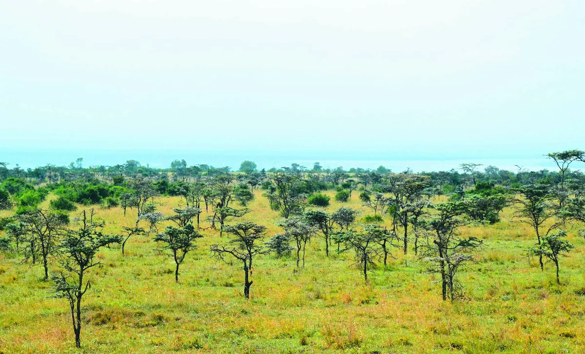 互利共生關係失衡 螞蟻改變非洲食物鏈