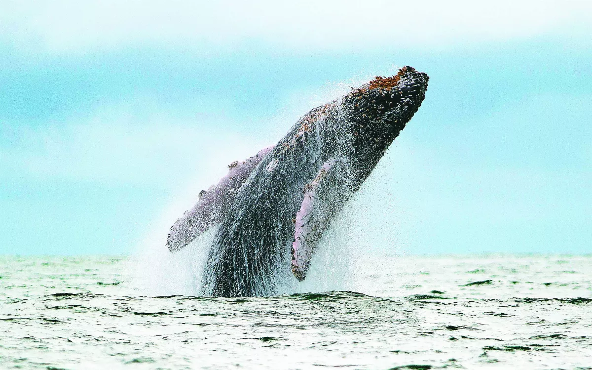 神祕鯨詠 解讀外太空訊號之鑰