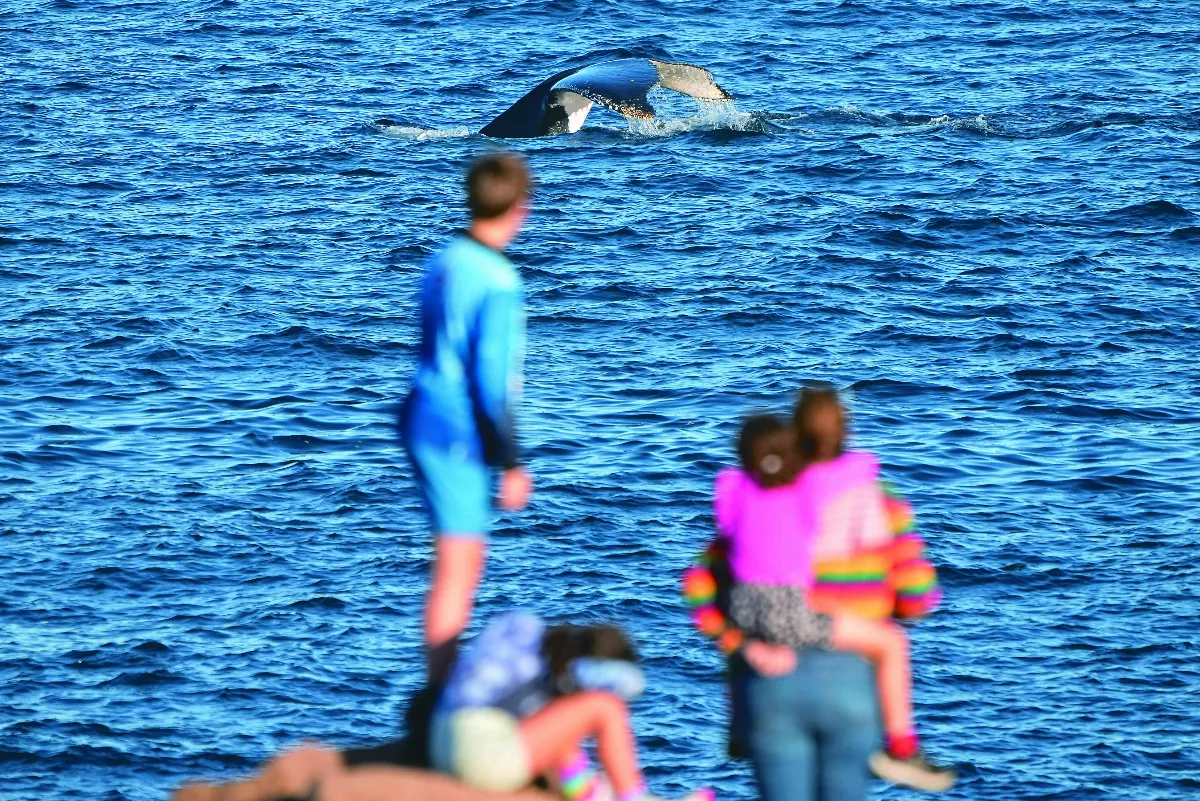 神祕鯨詠 解讀外太空訊號之鑰