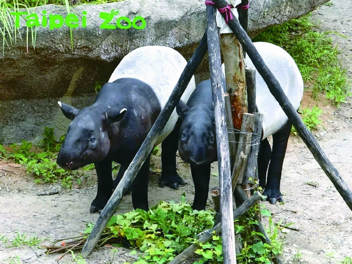 沸騰時代將臨 動物受不了    