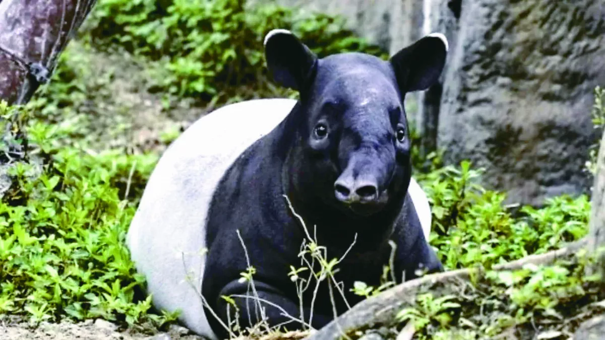 沸騰時代將臨 動物受不了    