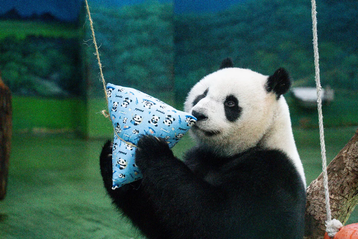 木柵動物園連假爆人潮 貓熊啃冰粽萌翻天