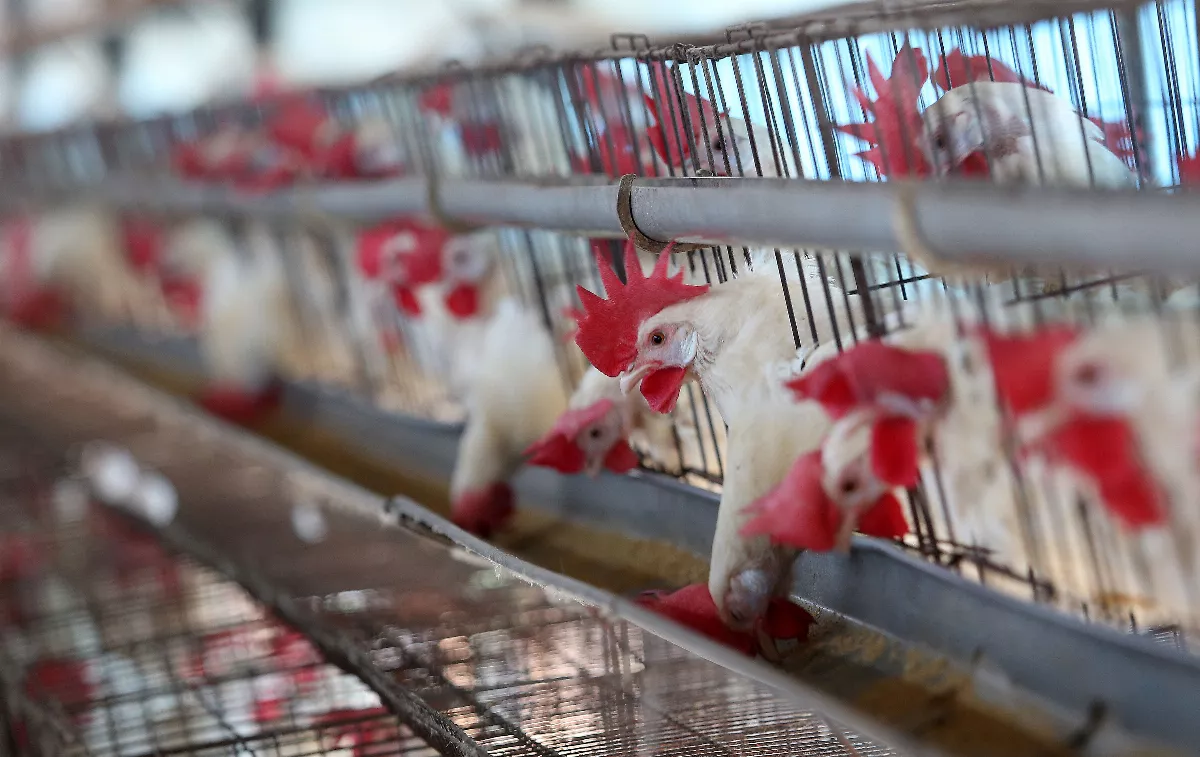 墨國H5N2禽流感致死  專家呼籲監測及預防