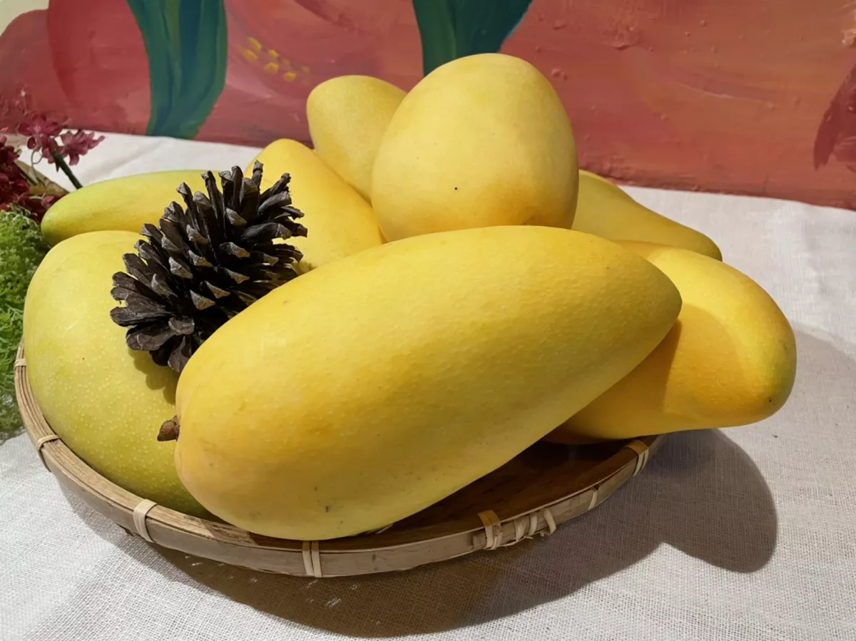 國民水果從哪來 芒果身世報你知